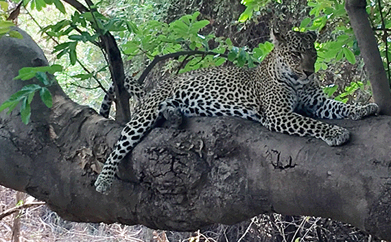 Finally spotting a leopard not in En Gedi but in Zambia