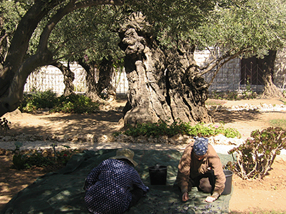 Harvesting olives in the Garden of Gethsemane