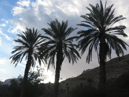 En Gedi is also known as the city of the date palms