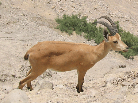 Nubian ibex at En Gedi