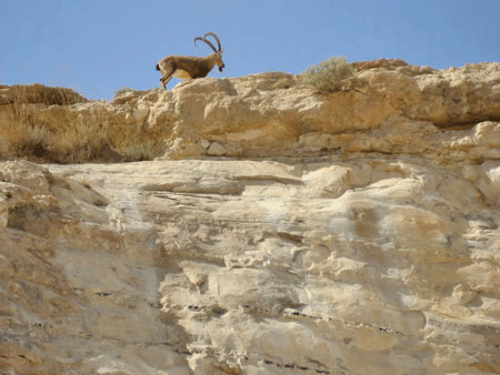 David hid in the Rocks of the Ibex at En Gedi