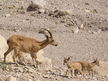 Mom and baby ibex at the En Gedi oasis