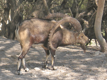 Great-granddaddy ibex at En Gedi