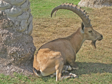 Male ibex at En Gedi, 2010