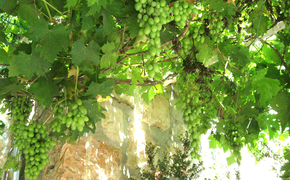 Grapevines bordering alleyway leading from Church of St. John the Baptist