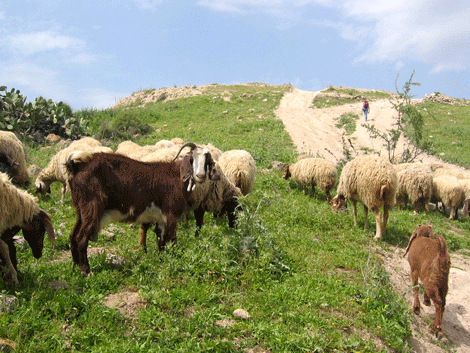 Walking up to the summit of Gath amidst the sheep and goats