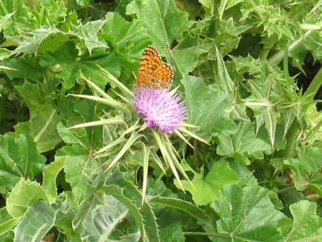 Gath at springtime, a butterfly amidst the thistles