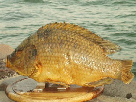 St. Peter's fish caught in the Sea of Galilee