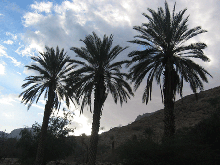 Date palms at En Gedi