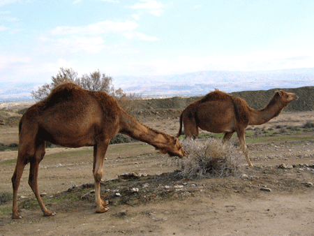 Camels on the Jericho plain