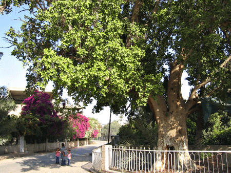 Jericho's famous sycamore tree recalling Luke 19