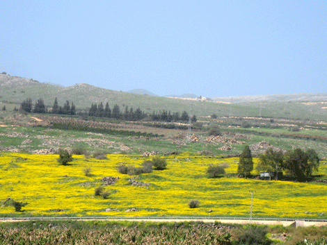 Field with mustard seed as seen from the Mount of Beatitudes