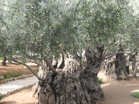 Ancient olive tree in the Garden of Gethsemane