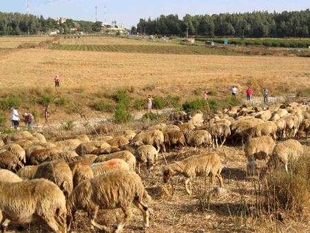 Sheep and goats in the Valley of Elah where David fought Goliath