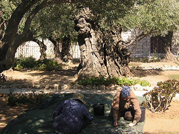 Harvesting olives in the Garden of Gethsemane Harvesting olives in the Garden of Gethsemane