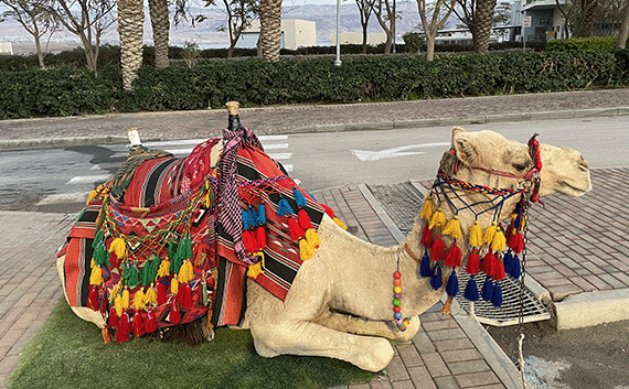 Pistachio the camel posing by the Dead Sea