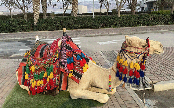 Pistachio the camel posing by the Dead Sea Pistachio the camel posing by the Dead Sea