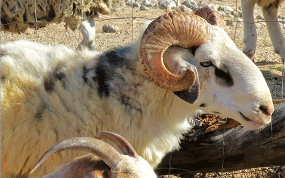 A ram with its horn A ram with its horn