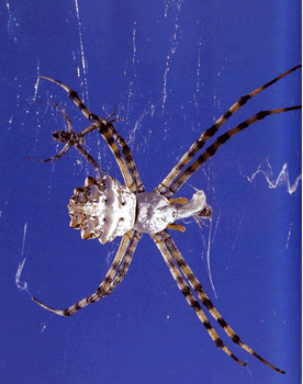 Lobed Argiope Spider