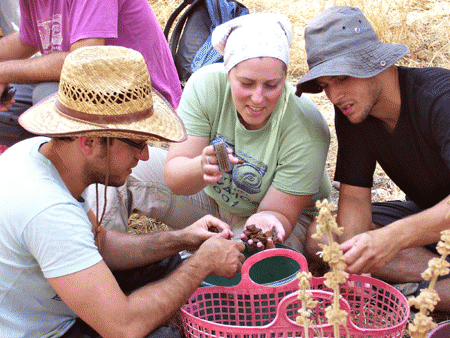 Tel Aviv University graduate students analyzing pottery at Azekah