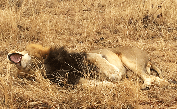 there are no more lions lying in the thickets of the Jordan there are no more lions lying in the thickets of the Jordan