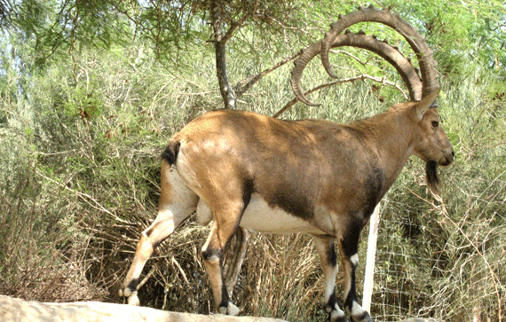 Ibex of all sizes and ages roam the biblical oasis of En Gedi