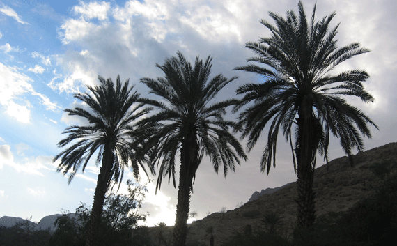 Date palms at En Gedi oasis
