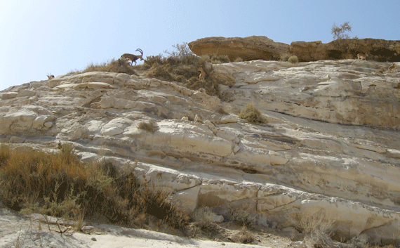 Ibex roam freely at En Gedi, even today Ibex roam freely at En Gedi, even today