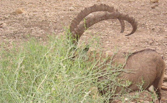 Granddaddy ibex munching on an En Gedi shrub Granddaddy ibex munching on an En Gedi shrub