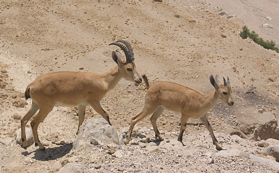 Two young ibex outside the ancient En Gedi synagogue Two young ibex outside the ancient En Gedi synagogue