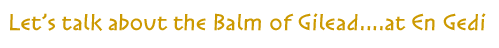 Let's talk about the Balm of Gilead...at En Gedi Let's talk about the Balm of Gilead...at En Gedi