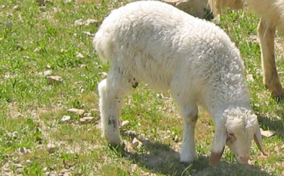 Ewe lamb in the wilderness of Judea Ewe lamb in the wilderness of Judea