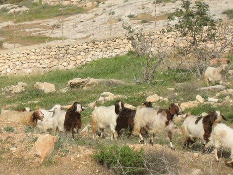 Sheep and goats grazing outside Bethlehem Sheep and goats grazing outside Bethlehem