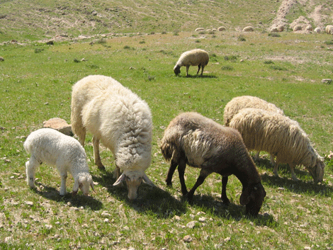 Shepherds Fields in springtime Shepherds Fields in springtime