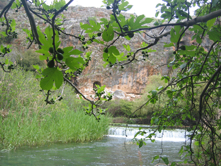 Figs in spring at Caesarea Philippi by the source of the River Jordan Figs in spring at Caesarea Philippi by the source of the River Jordan