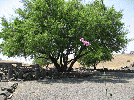 Old oak tree outside Chorazin synagogue Old oak tree outside Chorazin synagogue