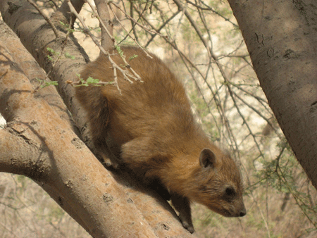 Coney or rock badger living at En Gedi Coney or rock badger living at En Gedi
