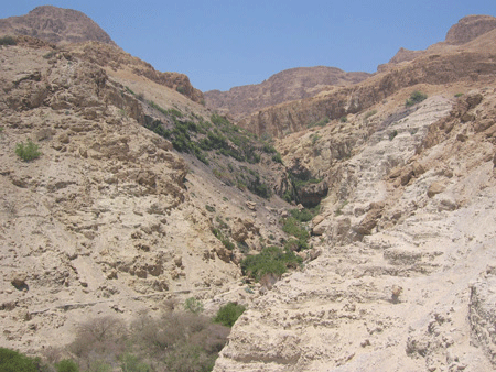 Oasis of En Gedi in the Judean Wilderness Oasis of En Gedi in the Judean Wilderness