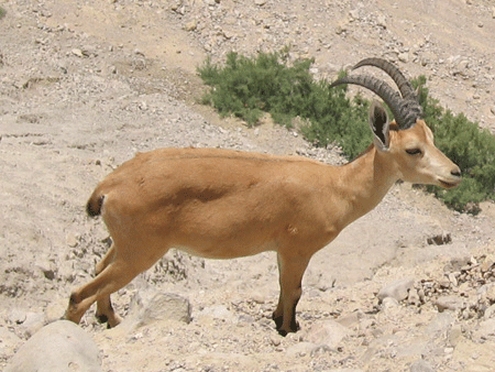 Nubian ibex at En Gedi Nubian ibex at En Gedi