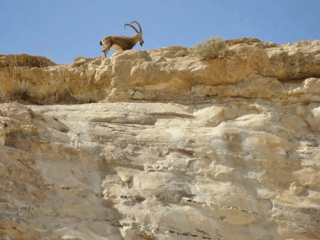 David hid in the Rocks of the Ibex at En Gedi David hid in the Rocks of the Ibex at En Gedi