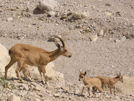 Mom and baby ibex at the En Gedi oasis Mom and baby ibex at the En Gedi oasis