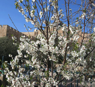Almond blossoms in the City of David