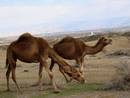 Wild camels by the River Jordan