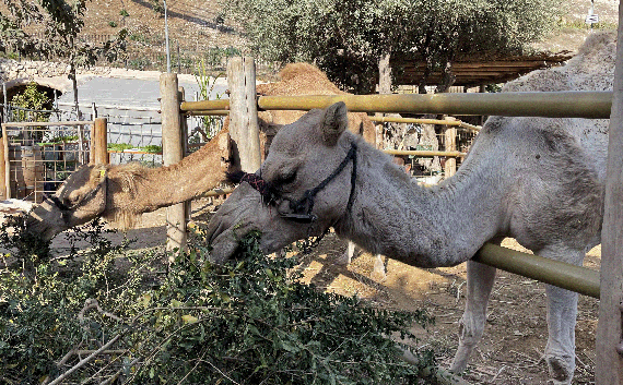 Camels munching pomegranate branches Camels munching pomegranate branches
