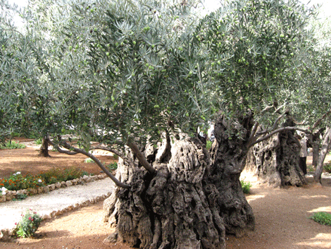 Ancient tree dripping with olives in the Garden of Gethsemane Ancient tree dripping with olives in the Garden of Gethsemane