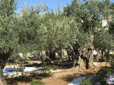 Gethsemane's sturdy old olive trees after heaviest snow since 1950! Gethsemane's sturdy old olive trees after heaviest snow since 1950!