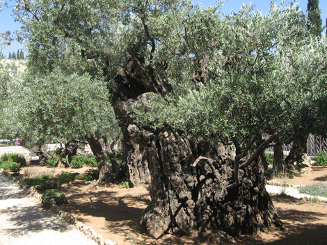 Magnificent two thousand year old olive tree in the Garden of Gethsemane Magnificent two thousand year old olive tree in the Garden of Gethsemane