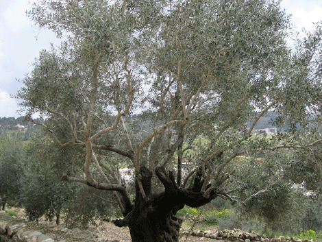 In Hosea's prophecy, the olive tree is a symbol of beauty