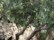 Let's behold Gethsemane's sturdy old olive trees