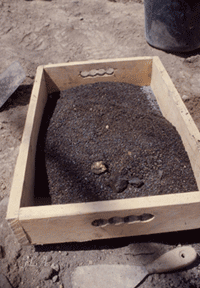 Carbonized wheat found in Iron Age I Room